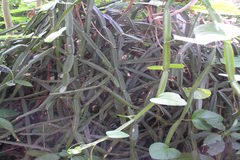 Cissus quadrangularis